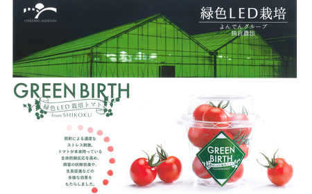 トマト ミディトマト 1.5kg (250g×6) グリーンバース 2024年 11月～ 発送予定 野菜 やさい 果物 スイーツ ジュース トマトジュース パスタ スパゲッティ ソース サラダ ドレッ