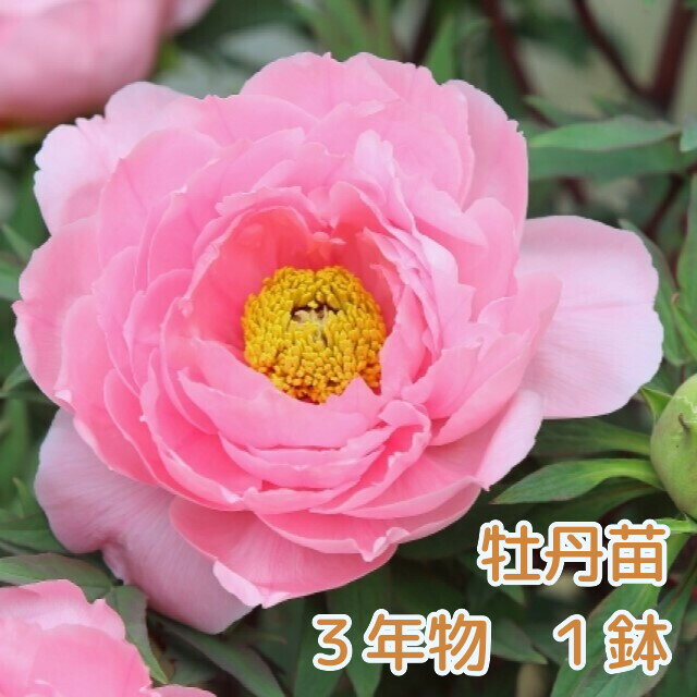 【ふるさと納税】牡丹 苗 3年物1鉢 花 フラワーギフト ぼたん