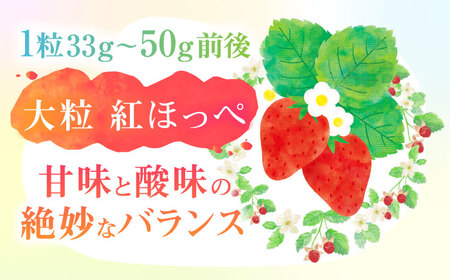 朝摘み 愛知県産 大粒 完熟紅ほっぺ 約200g×4パック いちご 紅ほっぺ 完熟 愛西市/くぼ苺農園[AECJ002]