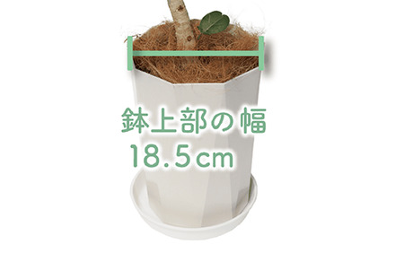 フィカス・ベンガレンシス曲がり70cm～90cm 鎌ヶ迫園芸場 014-1466 観葉植物  観葉植物  観葉植物  観葉植物 観葉植物