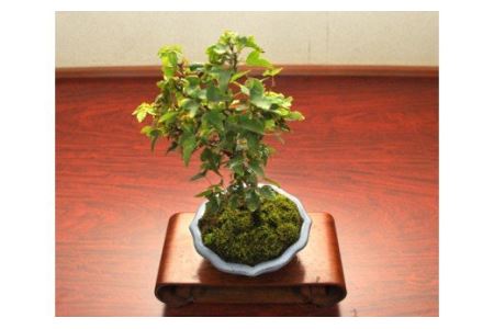 【11100-0041】かえで盆栽（小型サイズ）樹齢5年程度
