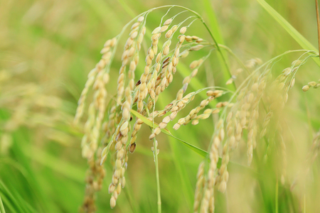 【令和8年】先行予約近江米『コシヒカリ』　特別栽培米　20キロ（鮮度保持袋）