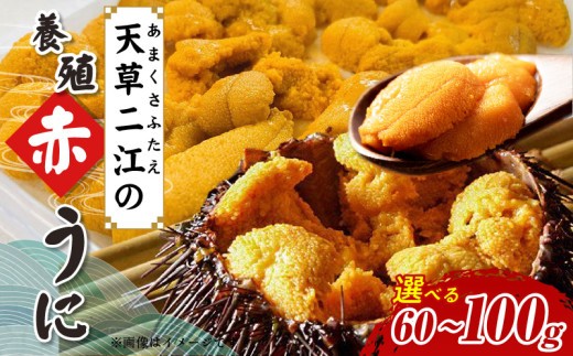 
                  S157-007-sku_天草二江の養殖赤うに 天草 二江 養殖 赤うに 選べる 内容量 60g/80g/100g 有明海 宝の海 魯山人 認めた 幻 ウニ 殻 朱色 濃厚 甘み 特徴 希少 ウニの概念 変わる 大粒 きれい 海産物 ご褒美 贈答品 贈答用 冷蔵 お取り寄せ お取り寄せグルメ 熊本県 天草市 送料無料
                