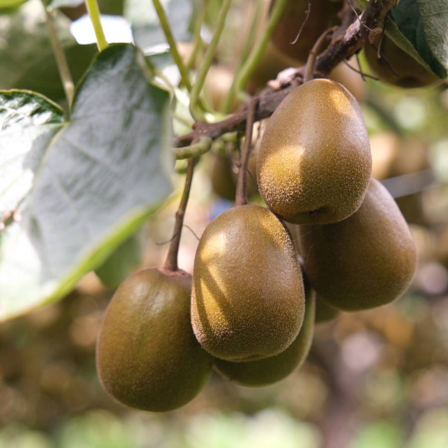 ＜Bonchi＞完熟レッドキウイ  1.6kg(21~24個入)