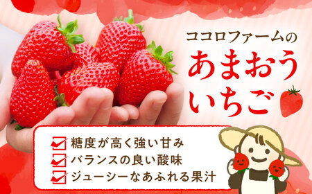 【2025年1月下旬-3月下旬発送】ココロファーム の 濃厚あまおう 285g × 4P 約1,140g [先行予約] 《豊前市》【ココロファーム】[VAE022] 苺 いちご あまおう 福岡県産[V