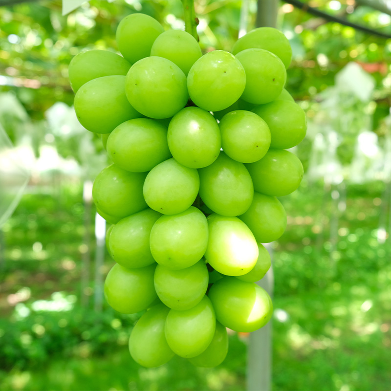 大人気！【こんのぶどう園】山形本沢産 高級ぶどう シャインマスカット 2房 【令和7年産先行予約】フルーツ くだもの 果物 山形 山形県 山形市 ぶどう 葡萄 ブドウ セット 2025年産 【令和7年