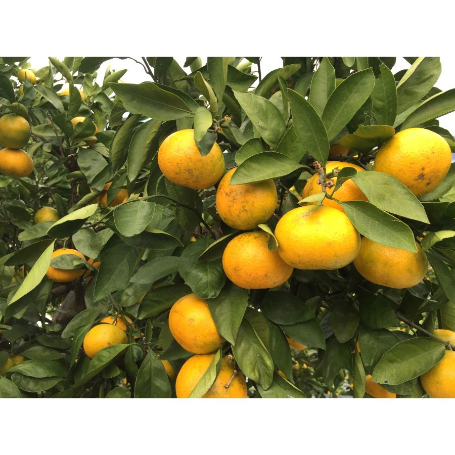 福岡県みやま市産山川みかん(マイルド130)4kg＜岩田屋本店･南国フルーツ＞