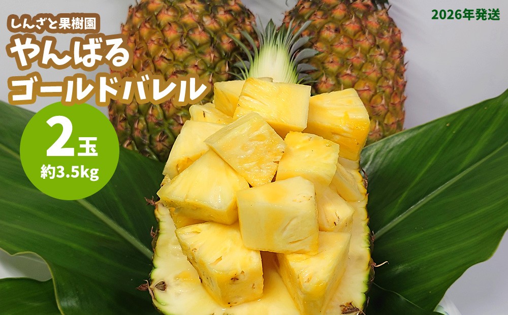 
                  しんざと果樹園「やんばるゴールドバレル」2玉（約3.5kg）多冠芽含む 2026年発送 パイナップル パイン ゴールドバレル 果樹園 人気 南国フルーツ 南国スイーツ 農家直送 多冠芽 やんばる フルーツ デザート 果物 お土産 おすすめ お取り寄せ 贈り物 沖縄県産 東村
                
