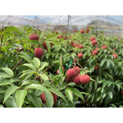 ふるさと納税 宮崎市 宮崎完熟ライチ化粧箱PREMIUMギフト |  | 03