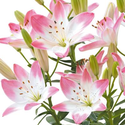 ふるさと納税 えびの市 ユリ球根 すかしユリ シュガーラブ 12球