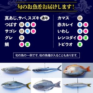 訳あり 鮮魚 詰め合わせ セット 3～4種 約2kg ： 旬の魚 朝獲れ 鮮度抜群 魚 鮮魚セット 訳あり鮮魚 あじ サバ ススキ つばす 鯵 鯖 鰯 サゴシ グレ 鯛 カマス 赤カレイ いわし レン