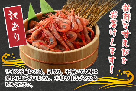 【特別企画】【訳あり】三国港から産地直送！「三国港甘えび」 500g + 100g 合計約600g ～本場の濃厚な甘海老を是非ご賞味ください！～ 【わけあり ワケアリ 濃厚 甘い 刺身 生食可 生 冷