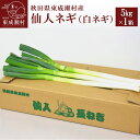 【ふるさと納税】秋田県東成瀬村産　仙人ネギ（白ネギ） 5kg×1箱