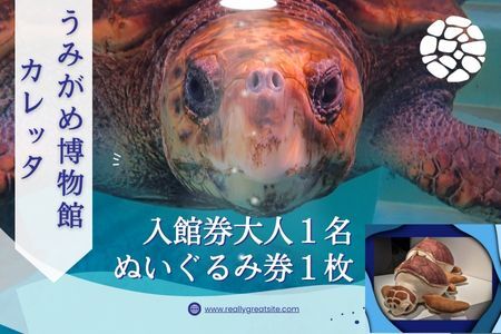 日和佐うみがめ博物館カレッタ　【入館券大人１名と限定スピードくじ１回】