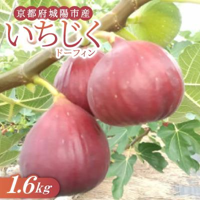 ふるさと納税 城陽市 いちじく(ドーフィン) 400g×4パック 栄養が豊富な体に嬉しいフルーツ【京都府城陽市】