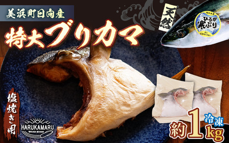 【先行予約】天然 ぶり 特大 ブリカマ (塩焼き用) 約1kg (約500g × 2パック)【2026年5月下旬以降順次発送予定】 美浜町日向産【 ブリカマ 】[m36-a016]