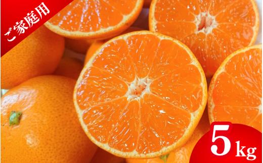 【先行予約】薄皮で濃い甘さ！完熟由良みかん【ご家庭用】5kg（混サイズ）和歌山県由良産※2025年11月下旬頃から順次発送予定(お届け日指定不可) / 柑橘 ミカン 蜜柑 甘い 由良町 フルーツ 果物 くだもの 食品 人気 おすすめ 産地直送 由良町【ktym002】