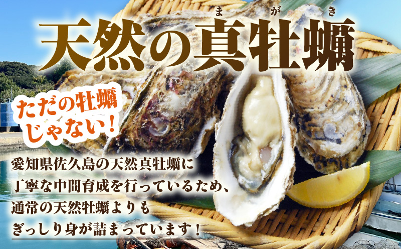 佐久島産天然真牡蠣　参州オイスター　3㎏≪配達不可エリア：北海道・沖縄・離島・東北・九州≫・E030