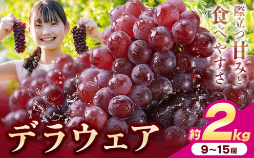 【先行予約】デラウェア ぶどう 約2kg 9～15房 フルーツ 果物《6月中旬-7月上旬頃出荷》和歌山県 岩出市 送料無料 一大産地 青果 お取り寄せフルーツ