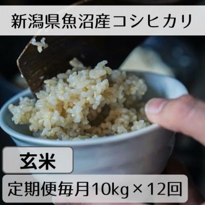 ふるさと納税 十日町市 【毎月定期便】新潟県魚沼産コシヒカリ「山清水米」玄米10kg全12回
