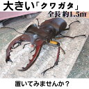 【ふるさと納税】ミヤマ クワガタ 大型 リアル 模型 クワガタ 昆虫 おもちゃ 飾り（透明ケース付）