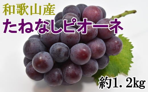 【新鮮・産直】和歌山かつらぎ町産たねなしピオーネ約1.2kg ※2025年8月中旬～2025年9月下旬頃順次発送【tec951A】