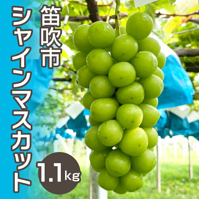 【ふるさと納税】シャインマスカット1.1kg 以上（2房） ふるさと納税 ぶどう シャインマスカット 笛吹市 国産 人気 期間限定 果物 フルーツ 旬 山梨県 送料無料 237-001