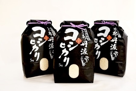 京丹波こしひかり 15kg 訳あり 《 数量限定 》 令和7年産 新米 京都 精米 白米 コシヒカリ ※北海道・沖縄・その他離島は配送不可 [045MB003]