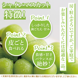 【先行予約】【数量限定】【2025年９月上旬～10月中旬発送】シャインマスカット家庭用約２kg（３～５房）【茨城県共通返礼品/石岡市】（MF-9）