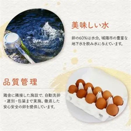 京たまご 茶乃月  40個_卵・乳製品 卵  たまご タマゴ 玉子_【配送不可地域：離島】【1520749】