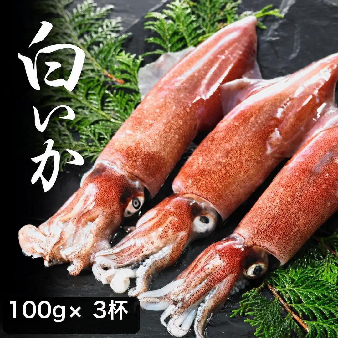 白いか丸ごと 100g×3杯セット イカ