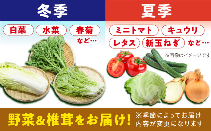 平戸島豚のしゃぶしゃぶセットー安心の地元野菜付ー【株式会社ひらど新鮮市場】[KAB017]/ 長崎 平戸 肉 豚肉 豚 しゃぶしゃぶ 野菜 セット 白菜 春菊 水菜 椎茸 しいたけ