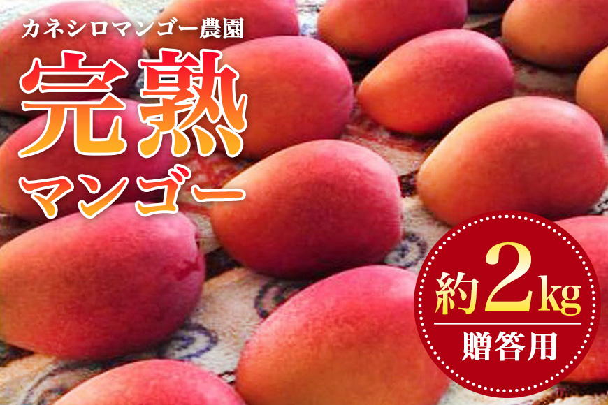 
            【 先行予約 2025年 発送 】 カネシロマンゴー農園 完熟マンゴー 贈答用 マンゴー 沖縄県産 マンゴー 2kg アップルマンゴー アーウィンマンゴー 国産 完熟マンゴー 果物 南国 くだもの フルーツ 完熟 夏 旬 沖縄 お取り寄せ 甘い 濃厚 糸満市 
          