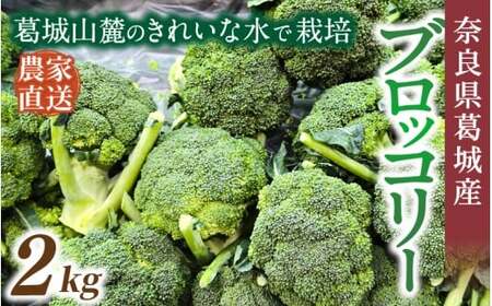 奈良県葛城産 ブロッコリー 約2kg 【2025年11月上旬～5月下旬順次発送】 葛城市【smlk068】