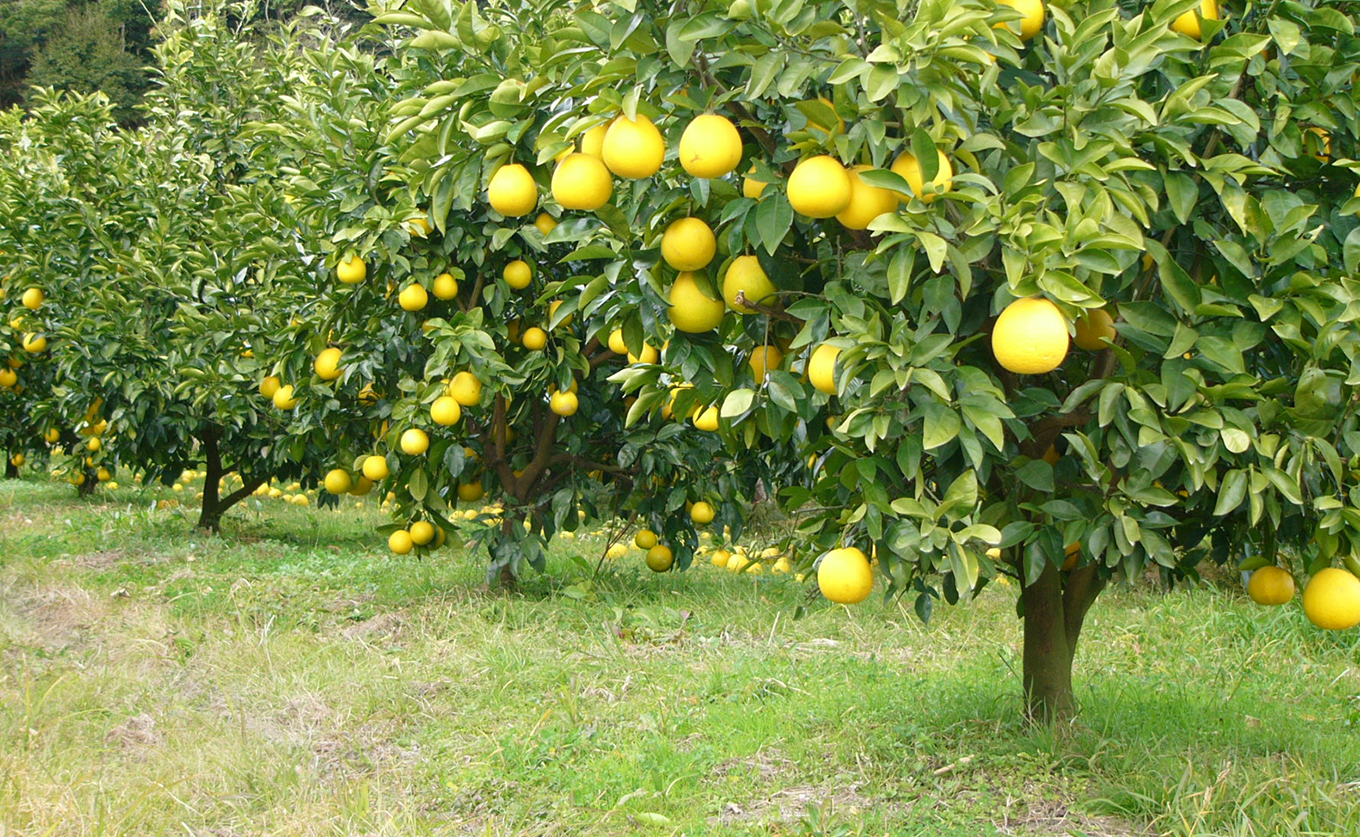 【訳あり】 河内晩柑 9kg （M～5L） 大容量 ばんかん 晩柑 バンカン 夏文旦 家庭用 みかん 蜜柑 柑橘 フルーツ 果物 サイズミックス 初夏 夏 ジュース お酒 お取り寄せ ビタミン 高知県