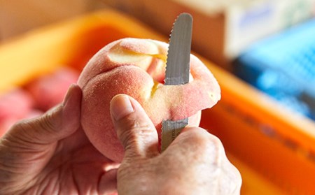 《先行予約 2024年発送》【硬い桃好きの方へ】大人気！おどろきのパリパリ食感！ 山形産もも2kg FSY-0170