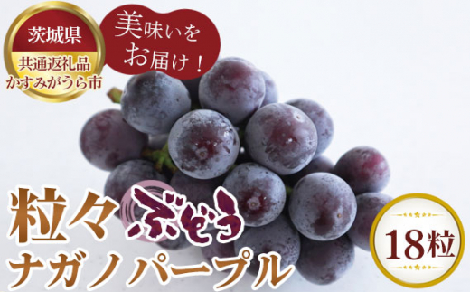 【先行予約】粒々ぶどう18粒　ナガノパープル【茨城県共通返礼品 かすみがうら市】 ／ ナガノパープル ぶどう 葡萄 18粒 茨城県かすみがうら市産 旬 新鮮 フルーツ 果物 冷蔵便 先行予約 数量限定 100セット 賞味期限3～4日 No.291