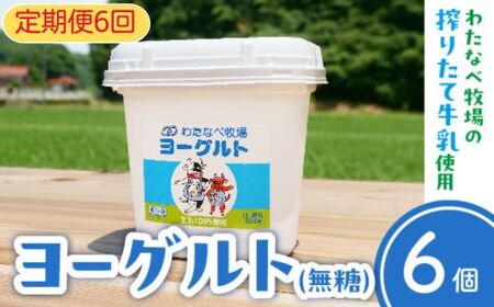 【定期便6回】ヨーグルト500ｇ（プレーン）6個セット／ 無糖 ネッカ牛乳 ノンホモ製法 セット 搾りたて 栄養 こだわり おやつ デザート 朝食 スイーツ 自然派 化学合成物質不使用 安心 乳製品 乳酸菌 腸活 健康 定期便 島根県 安来市