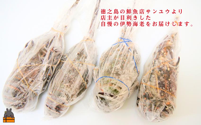 《年末お届けお約束》 新鮮なまますぐ冷凍!!徳之島産冷凍伊勢海老1kg（2尾～4尾） （ 伊勢えび イセエビ 伊勢えび 伊勢エビ えび エビ 海老 鍋 ご馳走 海の幸 料理 焼き 人気 海産物 家族 