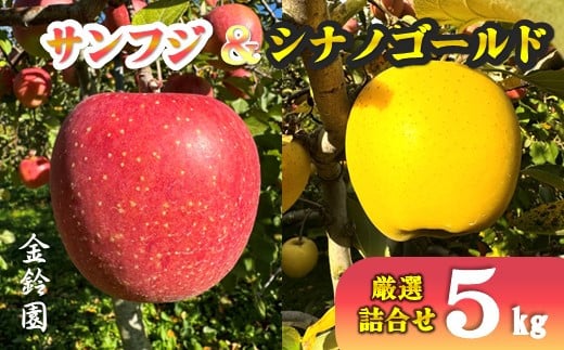 ＼ 11月下旬発送予定 ／ 【北上市産 りんご 】サンフジ ＆ シナノゴールド 【 厳選 詰め合せ 】 5キロ セット (約13～20玉)  林檎 リンゴ 国産 産地直送 フルーツ 果物 岩手県 北上市 E0253