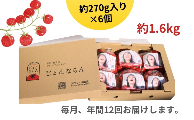 ミニトマト 定期便 全12回 じょんならんトマト 香川県産 瀬戸内 じょんならん フルーツトマト 約1.6kg 観音寺産 高屋町 糖度9度以上 甘い 薄皮 真っ赤 天空の鳥居 トマト 野菜 毎月 シャインマスカット ぶどう 皮ごと 果物 サラダ ギフト 香川県 観音寺市