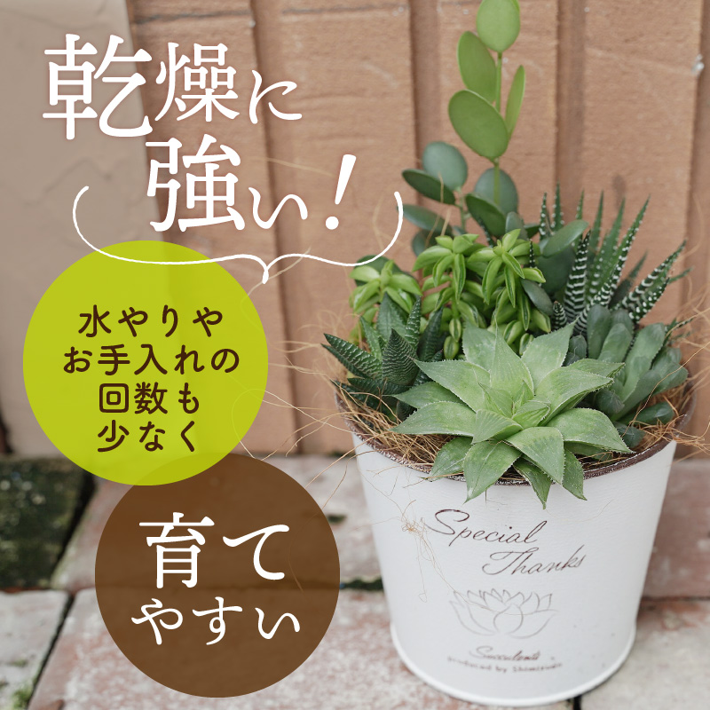 多肉植物６種【令和元年 農林水産大臣賞受賞】ブリキバケツ型室内用の鉢植えインテリア プレゼント ギフト 癒し  H195-001