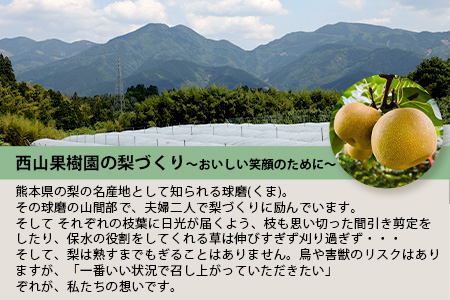 先行予約【2024年7月下旬～発送分】東光寺 梨 2.5kg (5～7玉)  完熟 なし フルーツ 果物 夏 旬 幸水 豊水 秋月 新高 新興 シャリシャリ