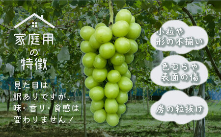 【2026年先行予約】ご家庭用つぶつぶ　シャインマスカット（約1.5kg）｜高糖度 種なし 甘い フルーツ 果物 葡萄 ブドウ ぶどう 産地直送 送料無料 山梨 都留市