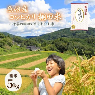 ふるさと納税 小千谷市 令和7年産 魚沼産コシヒカリ 棚田米 精米5kg(5kg×1袋)