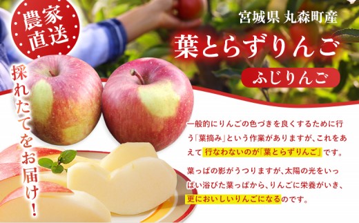 【先行予約】《2026年12月上旬～12月下旬出荷》宮城県丸森町産　葉とらずふじりんご　14～18個入り（約5kg）　1箱