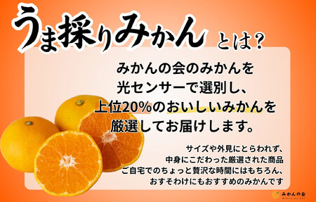 みかん うま採り 箱込約 2.5kg（内容量2.3kg） 光センサー選別 みかんの会厳選 サイズミックス 和歌山県産 産地直送 【みかんの会】［2025年11月中旬より2026年1月中旬頃順次出荷予定