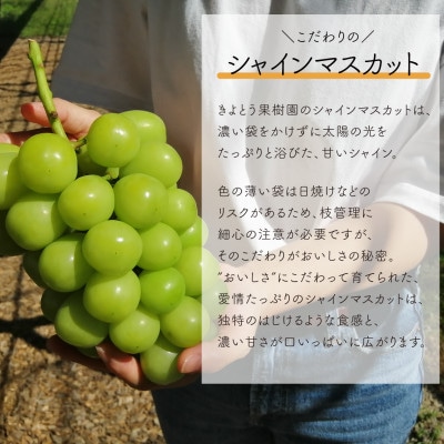 【発送月固定定期便】【きよとうファーム】シャインマスカットを楽しむ満足便!/全便計4.0kg～全2回【配送不可地域：離島】