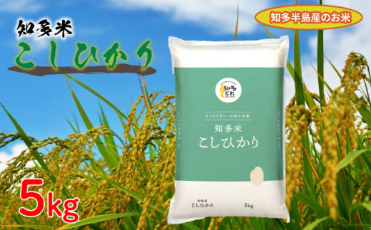 知多米 こしひかり 5kg 米 コシヒカリ 愛知  知多 特産品 南知多