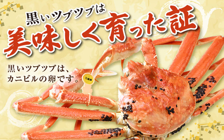 【先行予約】【1月発送限定】茹で越前がに  1杯 1.1kg～1.3kg《新鮮！茹でたてを発送》／ 高級 福井 ブランド ズワイガニ 黄色タグ ボイル 冷蔵 蟹 カニ 期間限定 ※2026年1月上旬～